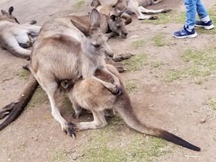 袋鼠亲昵互动场景