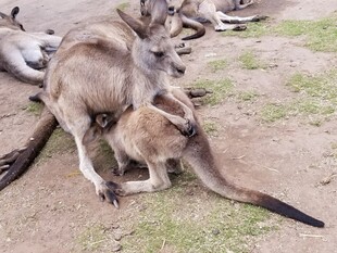 一群袋鼠休憩于户外