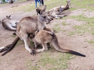 草地上休憩的几只袋鼠