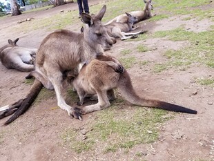草地上亲昵互动的几只袋鼠