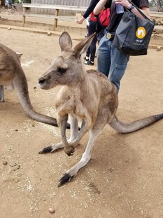 人与袋鼠互动瞬间