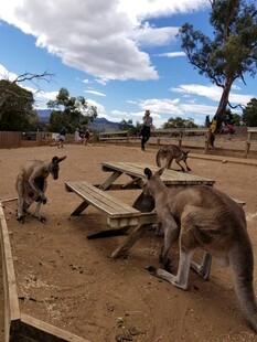 户外围栏内的袋鼠群