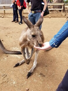 人与袋鼠亲密互动瞬间