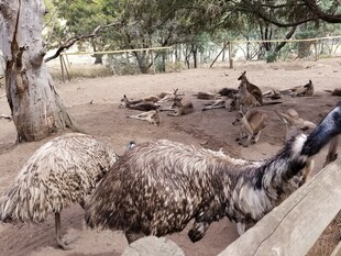 动物园中的袋鼠与围栏