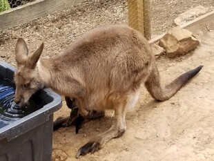 袋鼠低头饮水场景