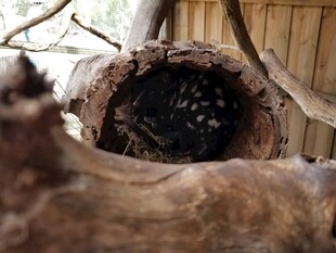 树洞中密集的黑色物体