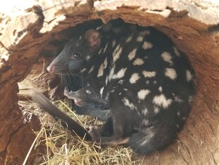 袋獾幼崽蜷于树洞