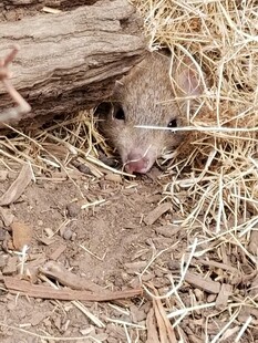 洞穴口的小老鼠