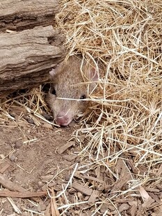 藏于干草中的老鼠