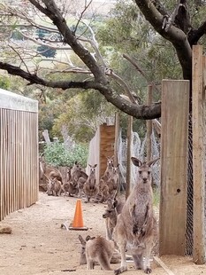 动物园中休憩的袋鼠
