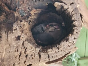树桩上的神秘孔洞