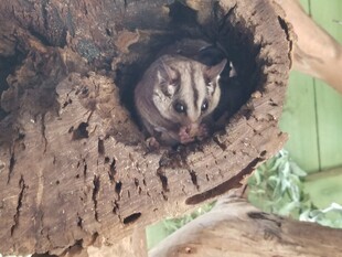 树洞中露出脑袋的小动物