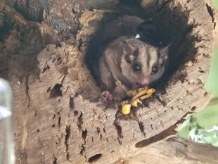 树洞中蜷缩的小动物