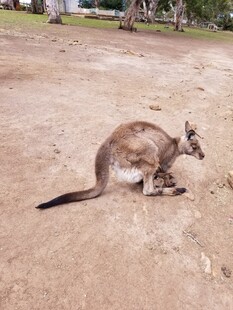 蹲坐的袋鼠