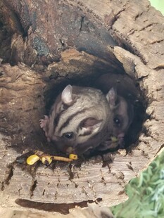 树洞中休憩的小动物