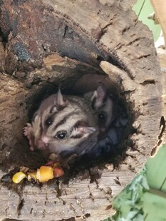 树洞中探头的可爱小动物