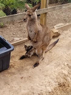 袋鼠母子在围栏内休憩