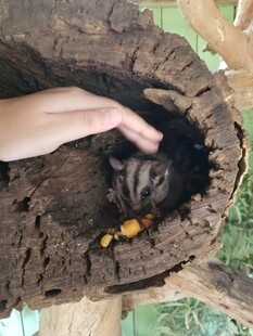 手探树洞中的小动物