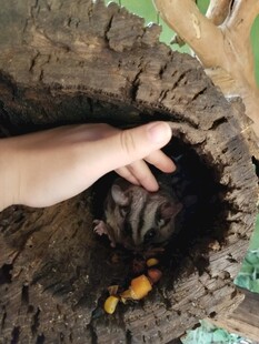 手探树洞中的神秘小生物