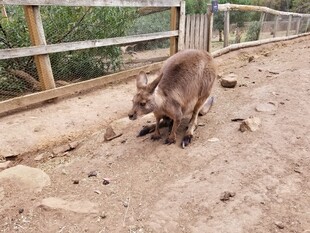 动物园里的袋鼠在地面活动