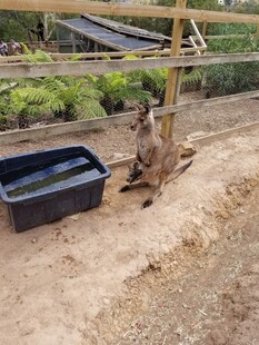 袋鼠在围栏内的休憩场景