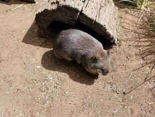 树洞旁休憩的可爱小动物
