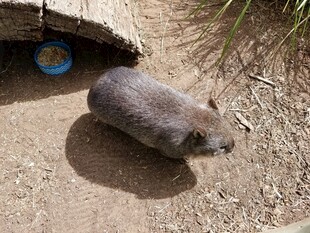 洞口旁的小老鼠
