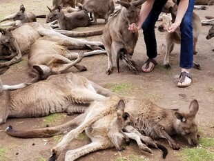 人旁躺卧的多只袋鼠