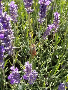 紫色薰衣草花丛中的昆虫