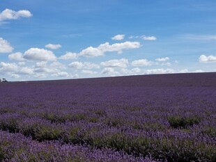 紫色薰衣草田 蓝天相伴