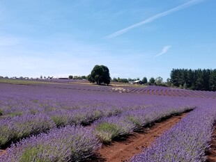 紫色薰衣草田的美丽风光