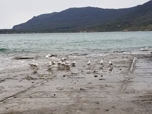 海边沙滩上的群鸟