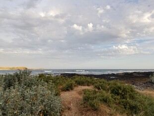 海岸边的植被与多云天空