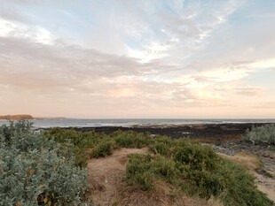 黄昏下的荒野植被景观