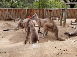 围栏内互动的几只袋鼠