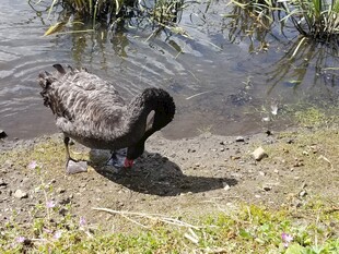 水边觅食的灰黑色鸟儿
