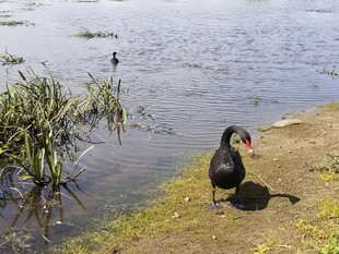 岸边黑天鹅 静享湖畔时光