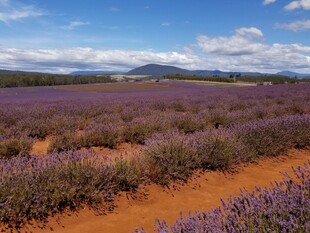 紫色薰衣草田野风光