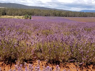 紫色薰衣草花田美景