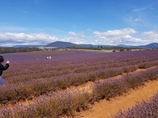 紫色薰衣草田中的摄影者