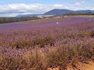 紫色薰衣草田的美丽风光