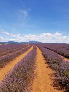 紫色薰衣草田的美丽风光