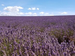 紫色薰衣草花田美景