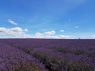 紫色薰衣草田 蓝天美景