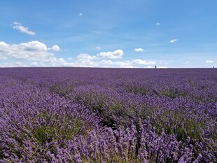 紫色薰衣草花海美景