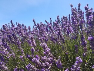 紫色薰衣草花海美景