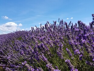 紫色薰衣草花海美景