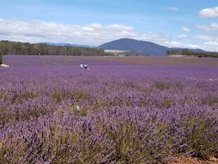紫色薰衣草花海美景