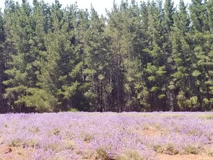 薰衣草田与松树林美景