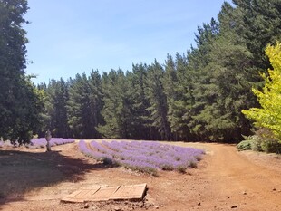 紫色薰衣草田与葱郁树林